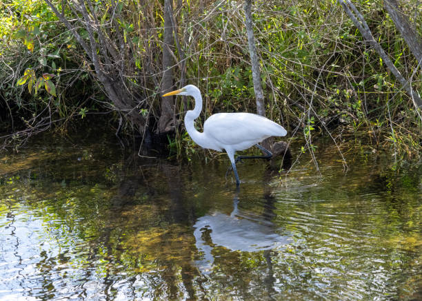 istock Beautiful white egret bird perched in a shallow lake 1970578146