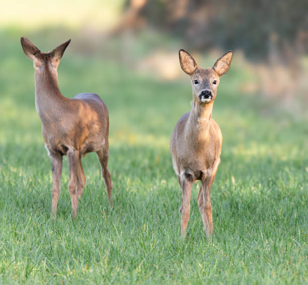 Young female roe deers Two young female roe deer love roe deer stock pictures, royalty-free photos & images