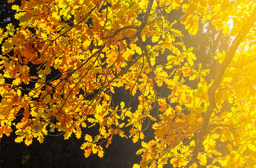 Oak tree leaves under evening sun in autumn