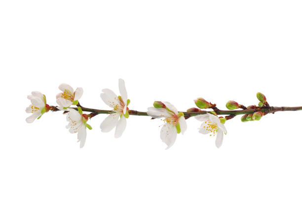 istock Blossoming almond tree branch isolated on white background, Prunus amygdalus 1970611138