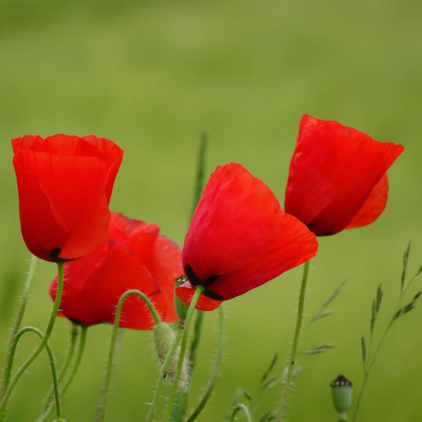 istock Poppies in the meadow on a sunny day 1970625714