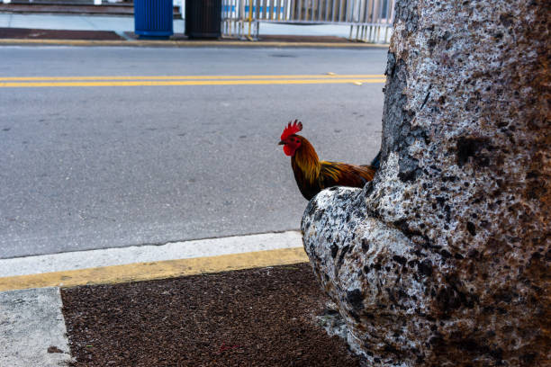 Key West Roosters on Street