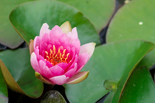 Pink water lily