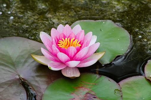 beautiful pink lotus flower.