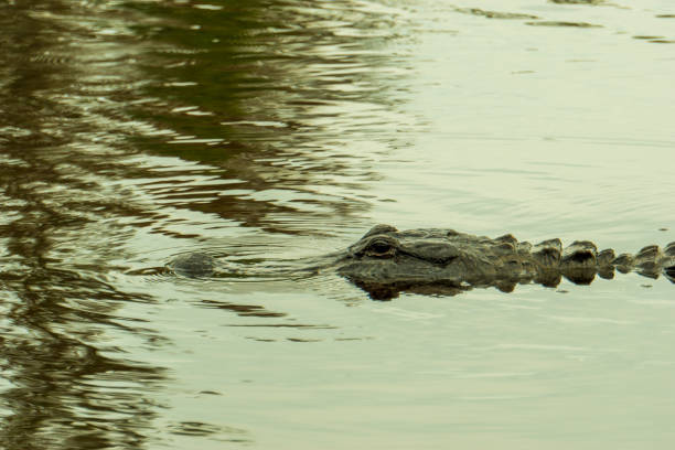istock New Orleans Swamp Crocodile in Water 1970649997