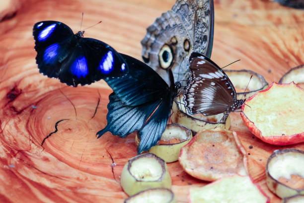Butterfly eating banana