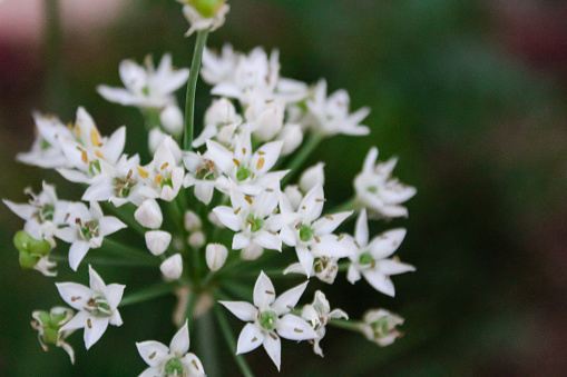 White Garlic flowers