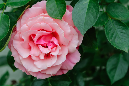 Red Knockout Rose Bloom Background