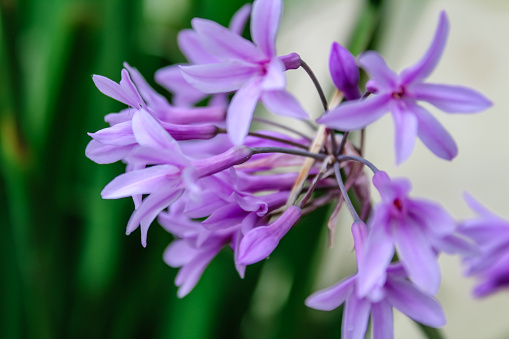 Close up purple garlic flower