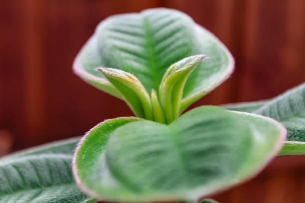 Close up Princess flower
