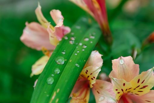 Close up droplets on lily plant