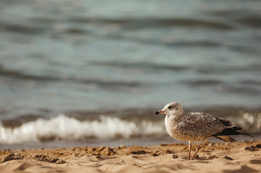 A seagull at the beach. Shot with a Canon 5D Mark IV.