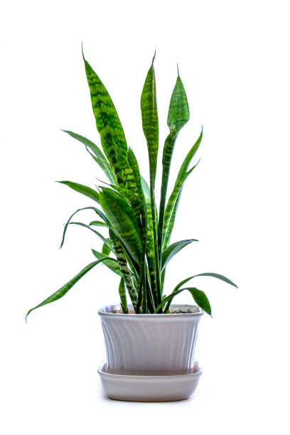 istock Indoor plant Sansevieria in a pot on a white background 1970667204