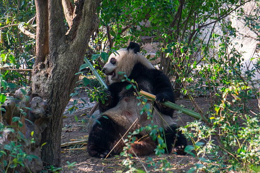 Giant Panda in Chengdu China