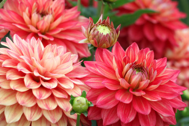 istock Red Decorative Dahlia 'Hillcrest Firecrest' in flower. 1970673500