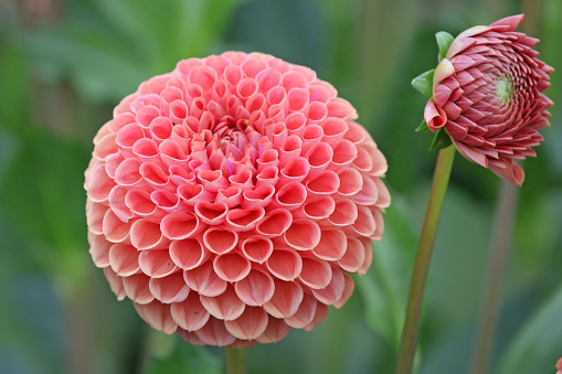 Orange ball Dahlia 'Cornel Brons' in flower.