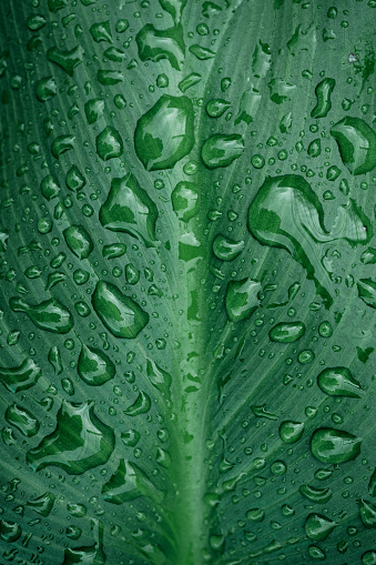 Water Drop On The Leaf And Nature Background With Beautiful Green Bokeh Circles. Horizontal composition with copy space.
