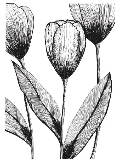 Vector illustration of Tulip