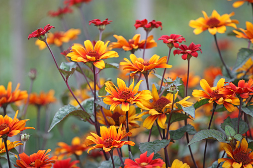 The red and orange false sunflower, Heliopsis helianthoides 'Bleeding Hearts' in bloom
