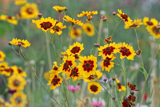 istock Yellow and red Plains coreopsis golden tickseed in flower 1970678765