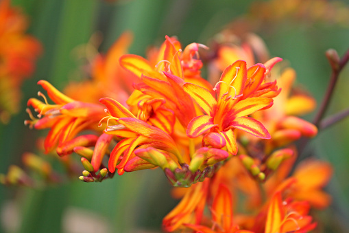 Crocosmia, also known as falling stars, 'Firestarter' in flower.