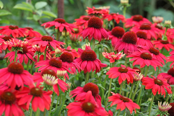 istock Red Echinacea Sombrero coneflower daisy Salsa Red in flower 1970680329