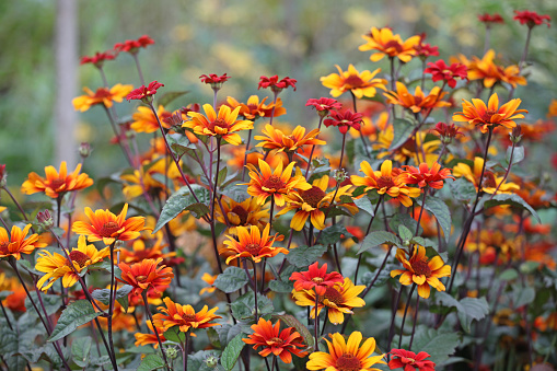 The red and orange false sunflower, Heliopsis helianthoides 'Bleeding Hearts' in bloom