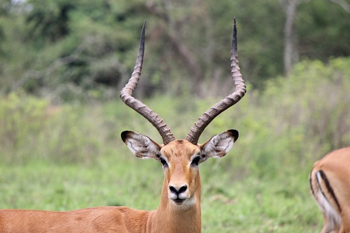 Impala antelope at Akagera National Park in Rwanda