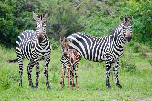 A zebra is helping her young foal to do the first steps just after giving birth.