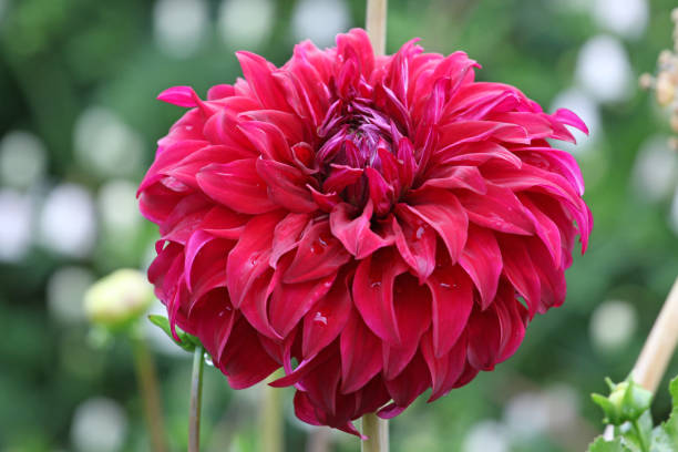 deep red decorative dahlia 'spartacus' in flower. - spartacus fotografías e imágenes de stock