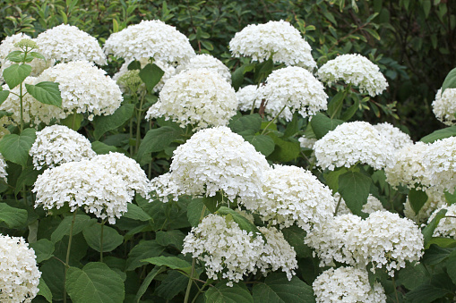 White mophead Hydrangea 'Annabelle' in flower.