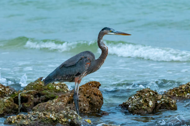 istock Blue Heron (Egretta caerulea) in a central Florida pond. Florida 1970689251