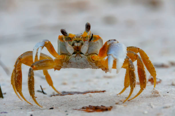 istock Atlantic ghost crab (Ocypode quadrata) at the ocean beach, Florida USA 1970690826