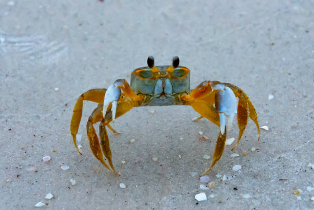 istock Atlantic ghost crab (Ocypode quadrata) at the ocean beach, Florida USA 1970690841
