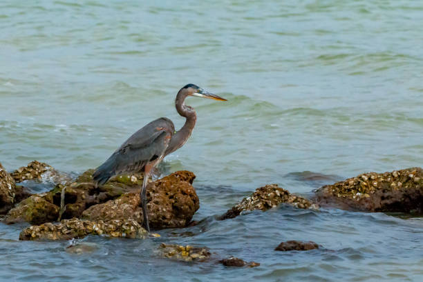 istock Blue Heron (Egretta caerulea) in a central Florida pond. Florida 1970691370