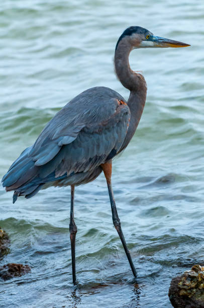 istock Blue Heron (Egretta caerulea) in a central Florida pond. Florida 1970691379