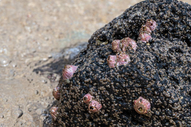 istock Pink barnacles, Riambel Beach, Mauritius 1970696127
