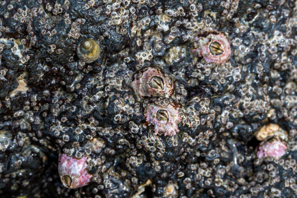 istock Pink barnacles, Riambel Beach, Mauritius 1970696139