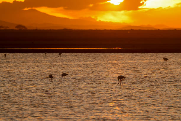 istock sunset mood at lake Amboseli NP 1970697184