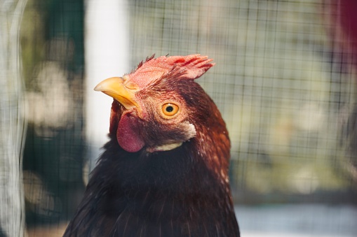 Close-up of face hen. Standing chicken walking around the farm.