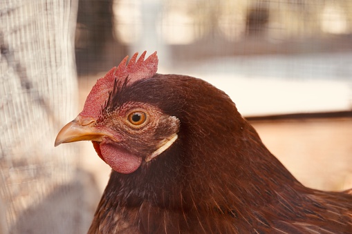 Close-up of head hen. Standing chicken walking around the farm.