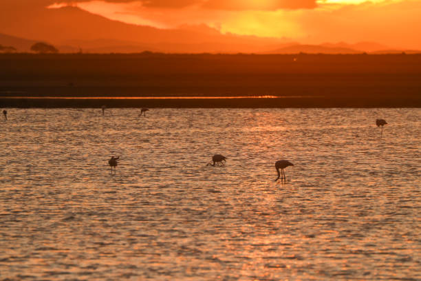 istock sunset mood at lake Amboseli NP 1970698212