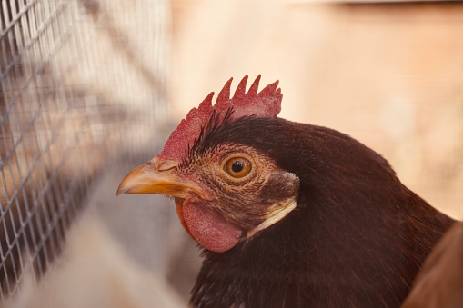 Close-up of face hen. Standing chicken walking around the farm.