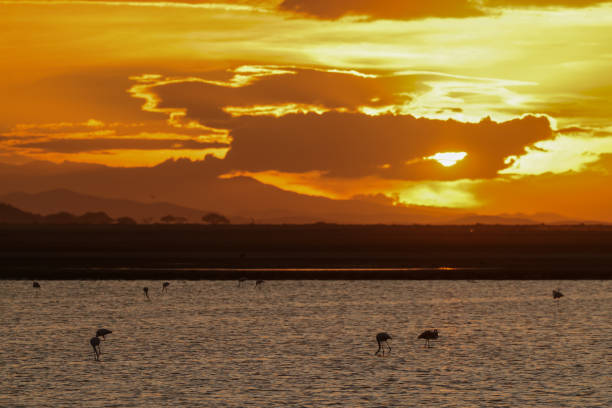 istock sunset mood at lake Amboseli NP 1970698744