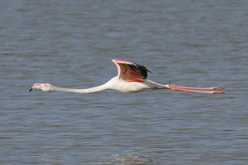 flamingo fly just over the water surface of a lake in Amboseli NP