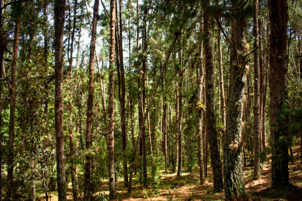 istock Beautiful Colombian tropical forest 1970704698