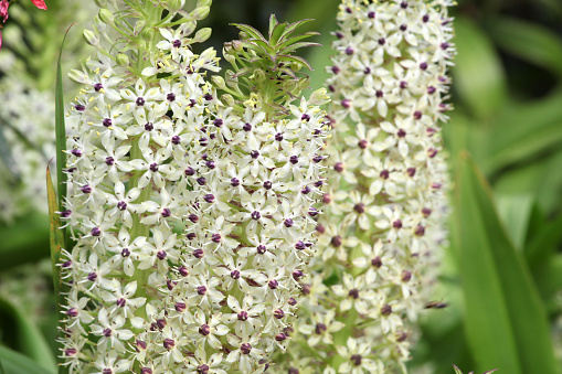 White Eucomis pallidiflora, pineapple lily in flower.