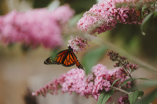 A beautiful monarch butterfly, feeding on the flowers of a butterfly bush.