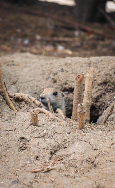 istock Wild Prairie Dog 1970715168