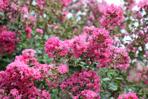istock Lagerstroemia indica, the pink crape myrtle in flower. 1970715688